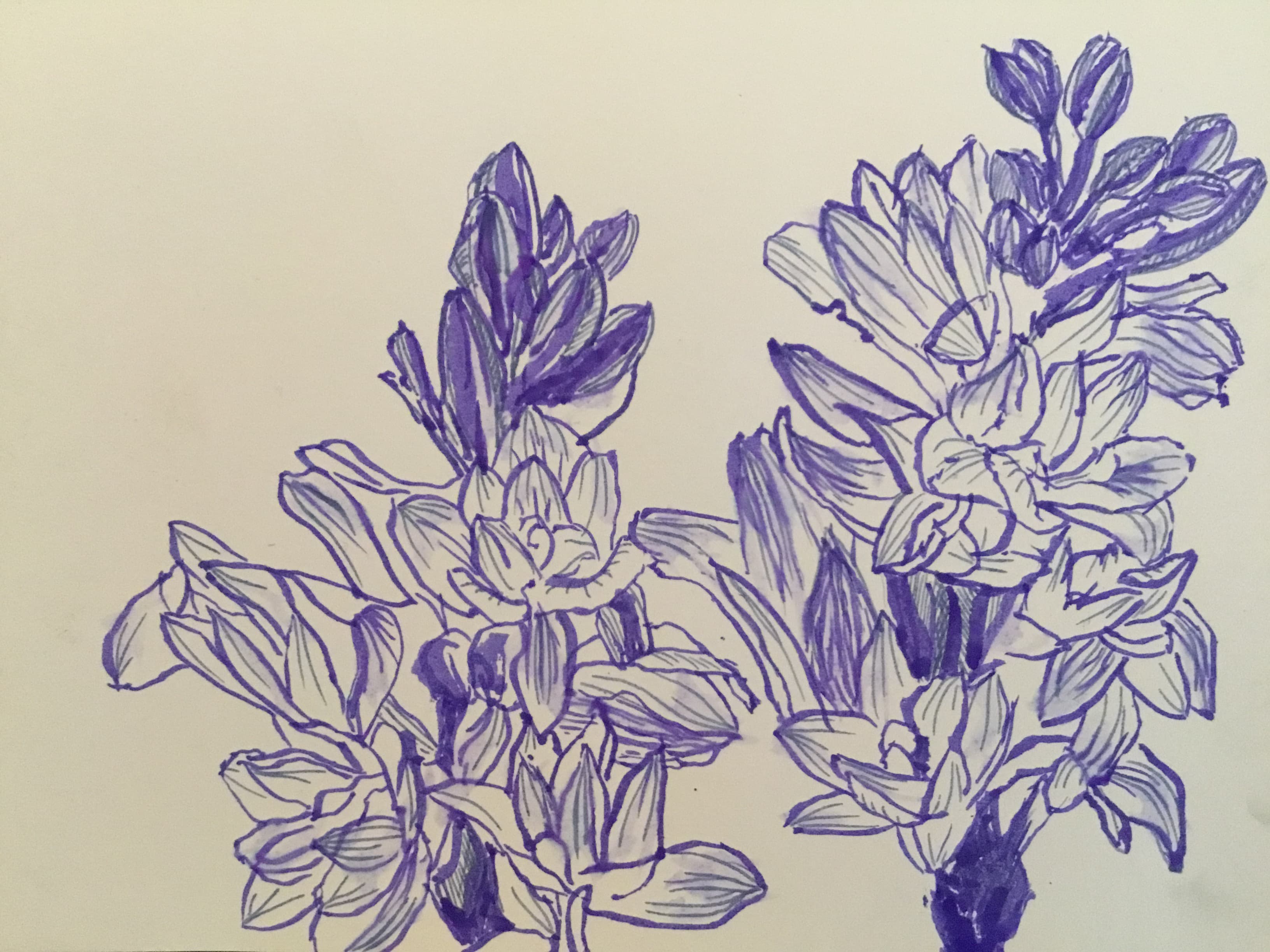 for ev and vander, ink on paper, 2018